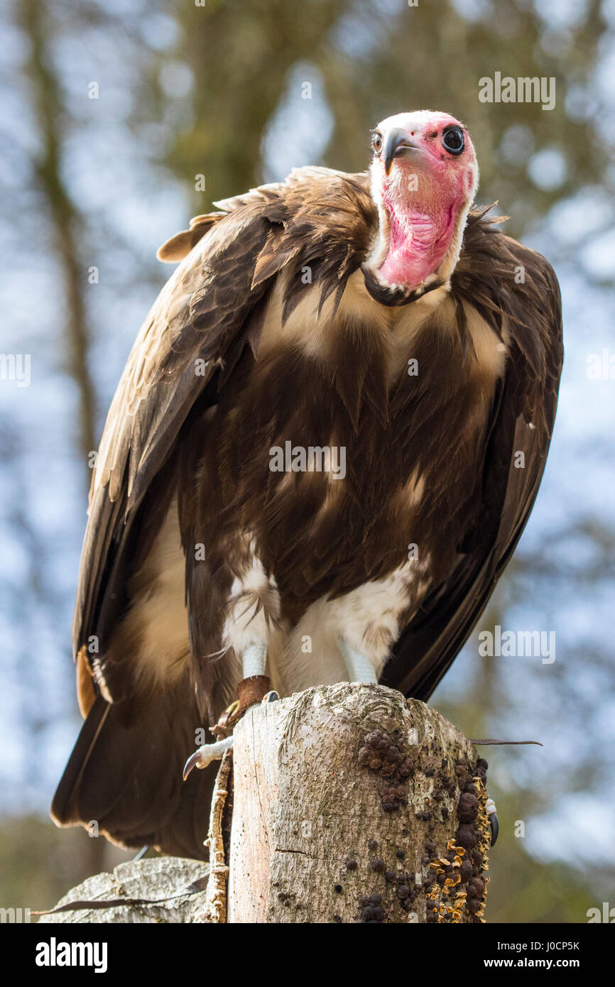 Ein Geier thront auf einem Baumstumpf. Stockfoto