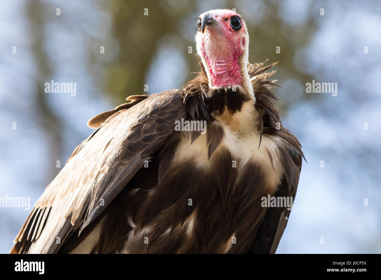 Ein Geier thront auf einem Baumstumpf. Stockfoto