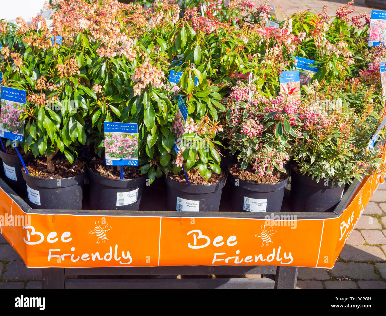 Eine Anzeige der Biene freundlich Pflanzen für den Verkauf in einem Gartencenter hier Pieris Japonica, "Pink Passion" und Pieris Japonica wurde Stockfoto
