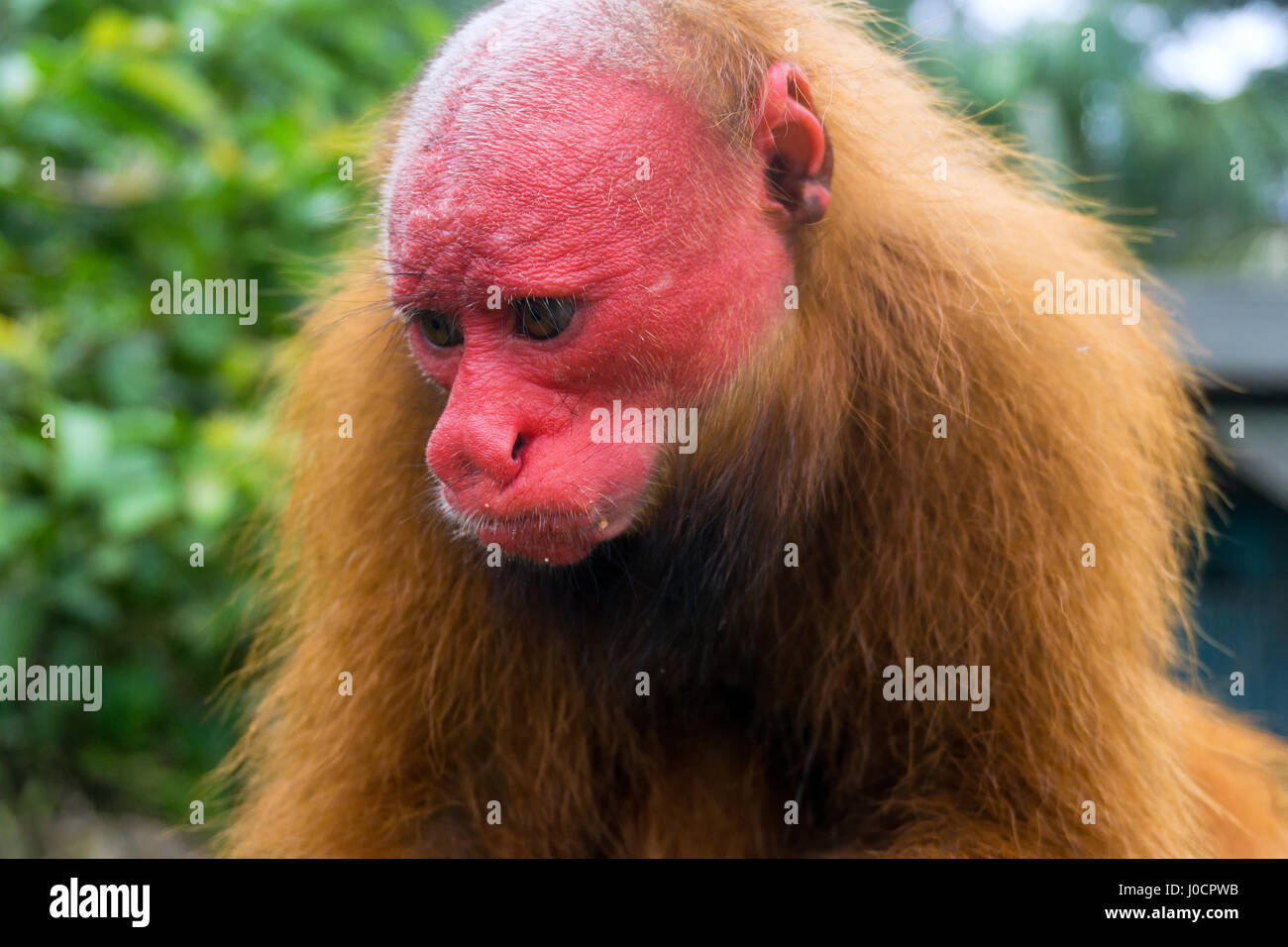 Rotes Gesicht eines glatzköpfigen Uakari Affen in der Nähe von Iquitos, Peru Stockfoto