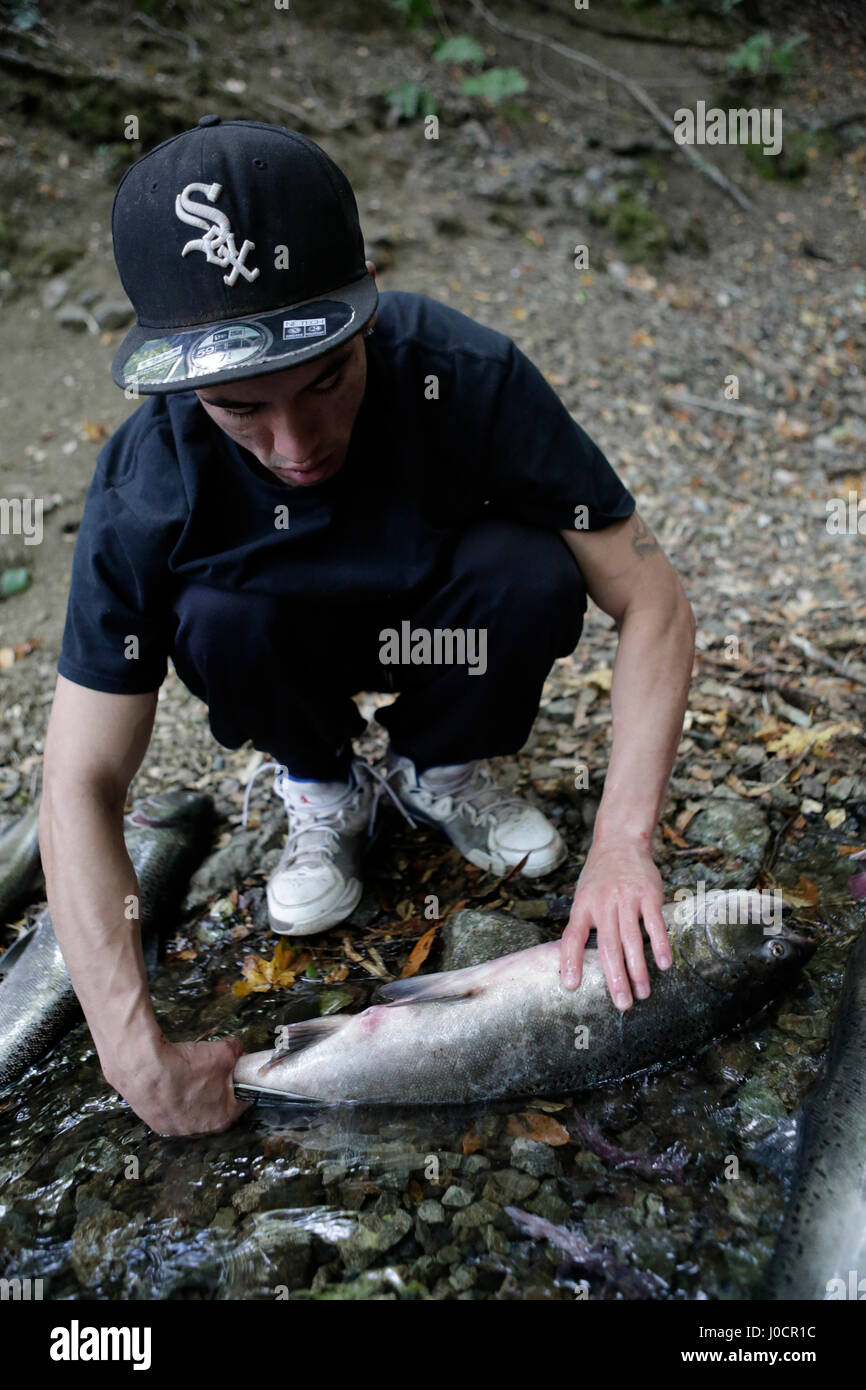 Clayton Tuttle des Stammes Karuk indischen reinigt einen frisch gefangenen Lachs an einem Nebenarm des Flusses Klamath am 14. Oktober 2014. Humboldt County, Cali Stockfoto