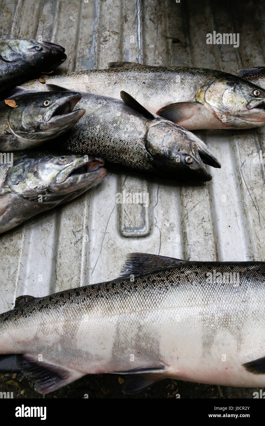 Lachs von Karuk Stammes-Fischern gefangen liegen auf der Ladefläche eines Pickup-Trucks in der Nähe von Klamath River am 14. Oktober 2015. Humboldt County (Kalifornien), Einheit Stockfoto