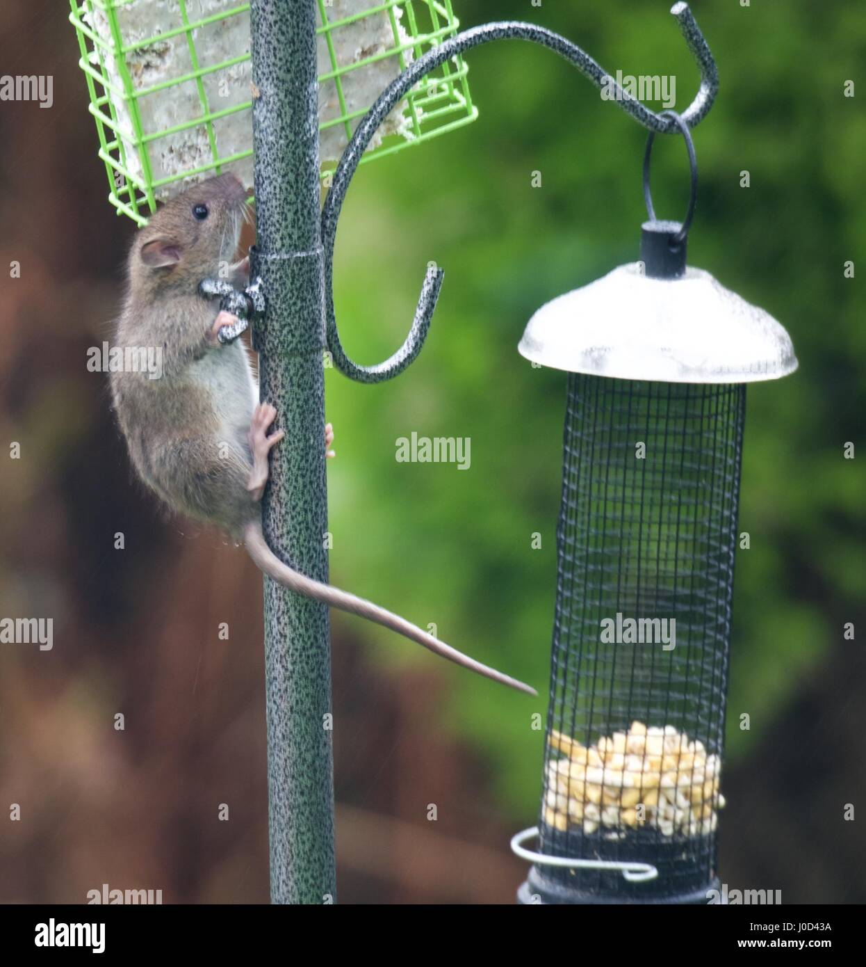 Ratte am vogelhäuschen -Fotos und -Bildmaterial in hoher Auflösung – Alamy