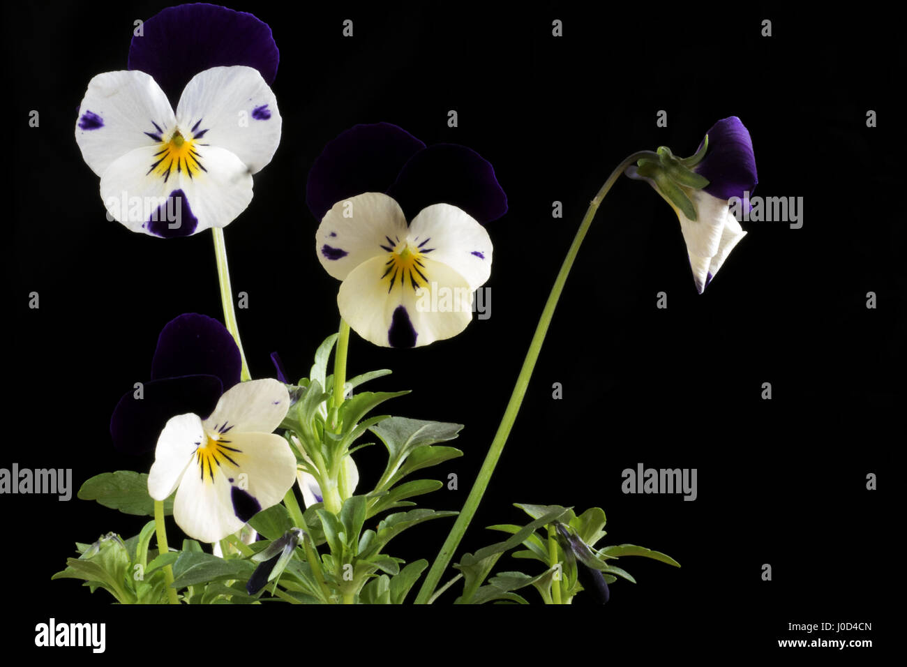 1. April 2017 - violette Stiefmütterchen Blume auf schwarzem Hintergrund Credit: Igor Golovniov/ZUMA Draht/Alamy Live News Stockfoto