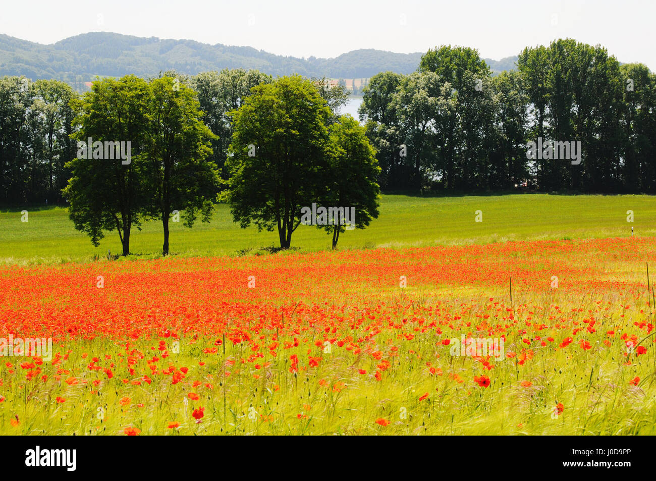 Mohnfeld in in der Nähe des Vulkans Laacher See See (Eifel, Deutschland) Stockfoto