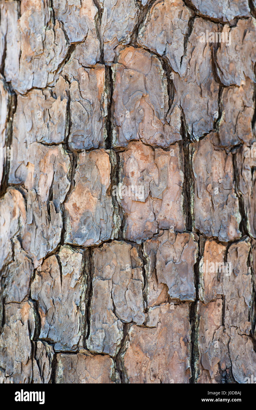 Nahaufnahme von Shortleaf Kiefer Baumrinde Textur in North Carolina. Stockfoto