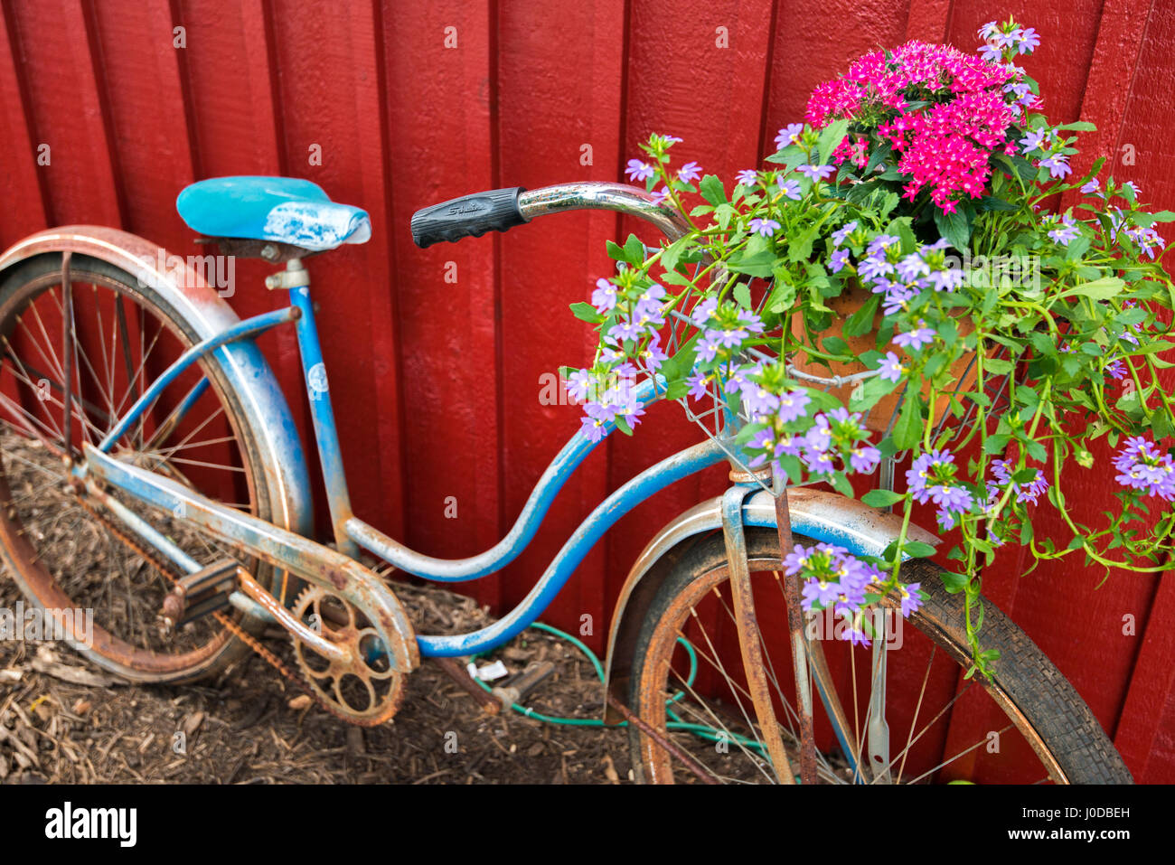 Blumen In Einem Korb Auf Einem Alten Vintage Blau Fahrrad Hintergrund Rote Scheune Stockfotografie Alamy