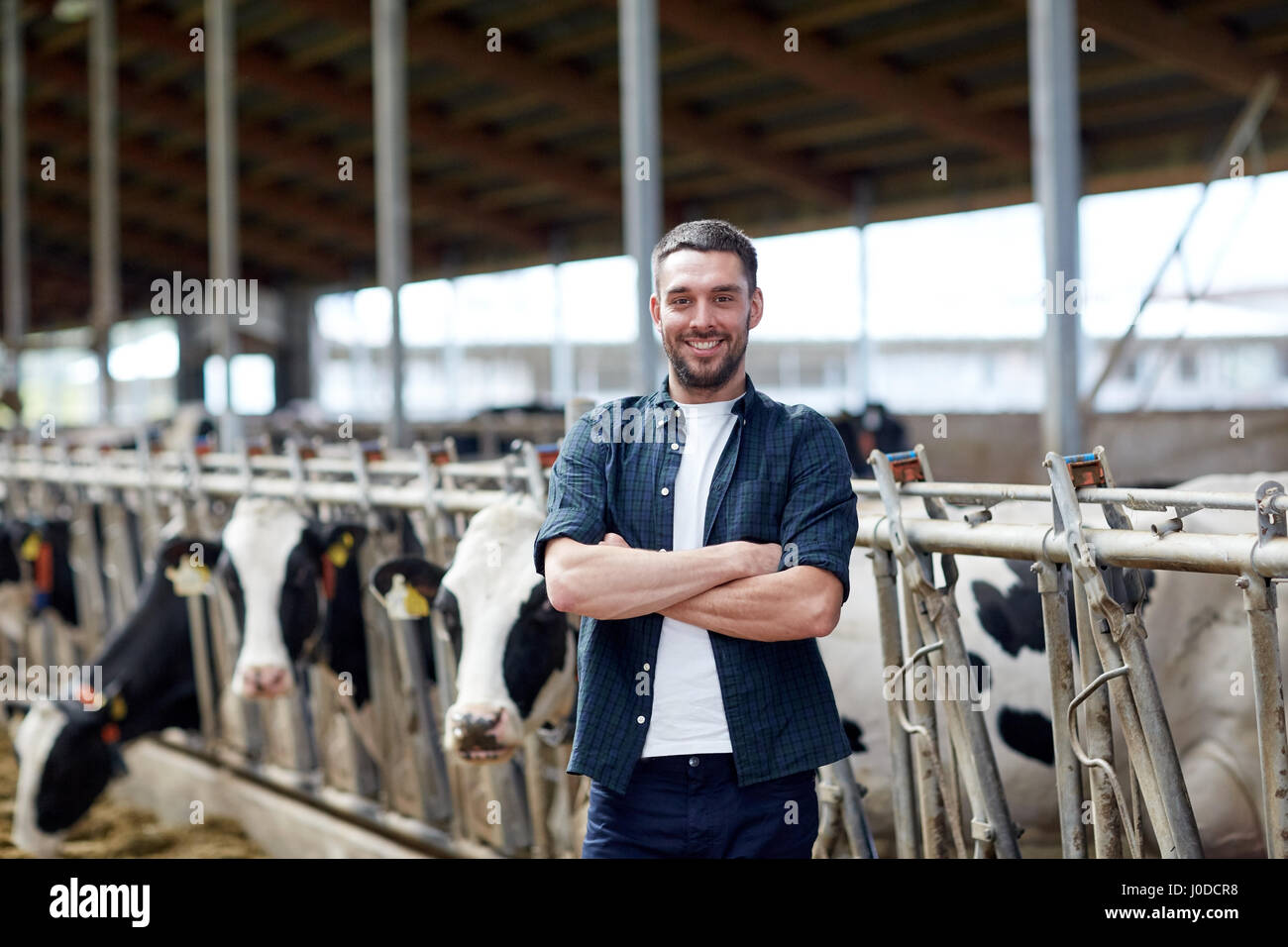 Mann oder Bauer mit Kühen im Stall auf Milchviehbetrieb Stockfoto