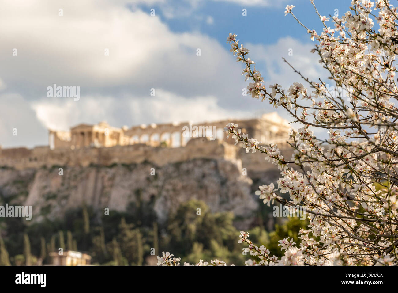 Blloming Baum mit Akropolis im Hintergrund (Israel) Stockfoto