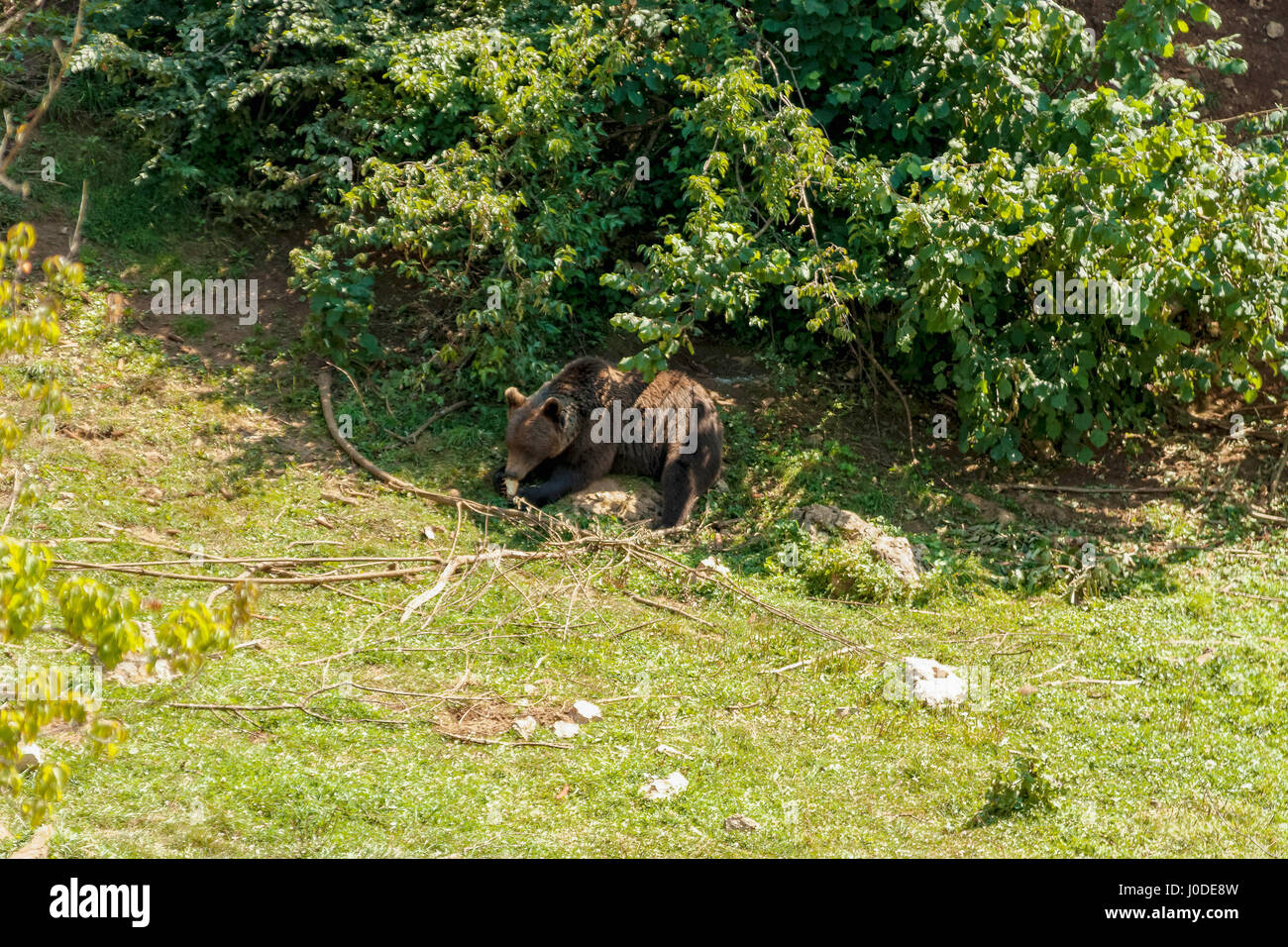 Bären Zuflucht im Dorf Kuterevo, Kroatien Stockfoto
