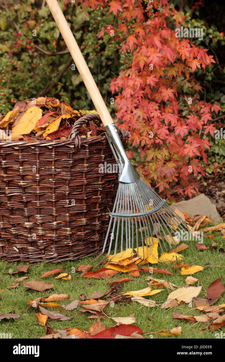 Gefallene Blätter wurden an einem hellen Herbsttag in einen gewebten Korb aus einem Gartenrasen geräumt Stockfoto