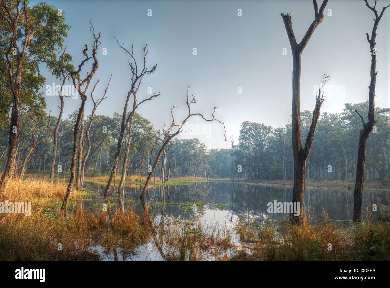 Chitwan Nationalpark.  ist vor allem von Dschungel bedeckt. Stockfoto