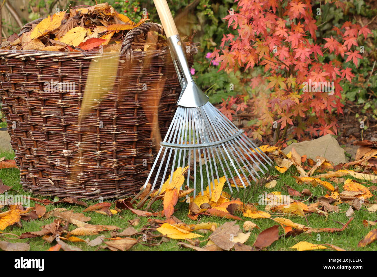 Gefallene Blätter wurden an einem hellen Herbsttag in einen gewebten Korb aus einem Gartenrasen geräumt Stockfoto