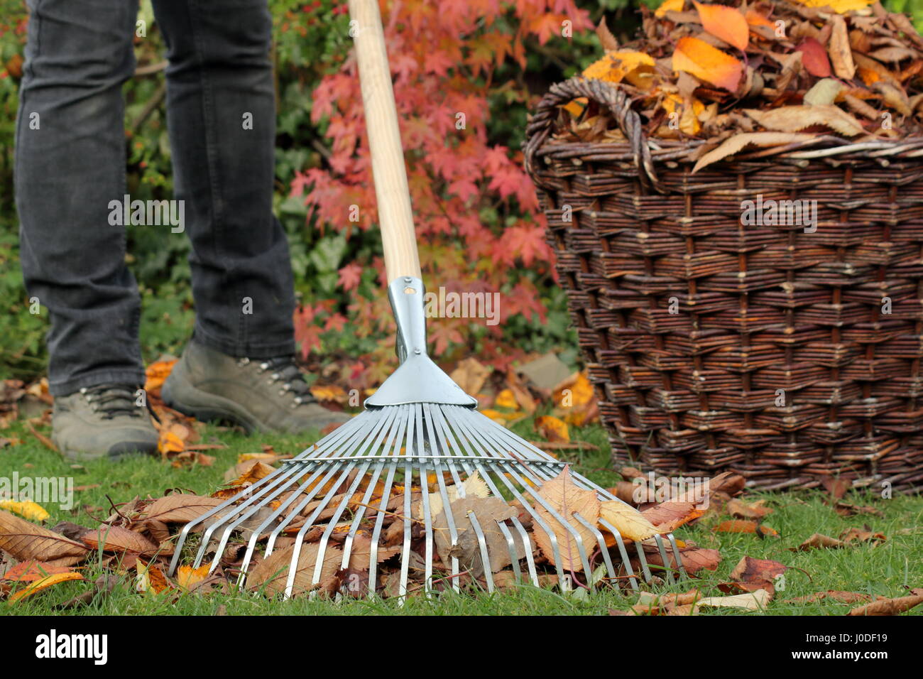 Harken herbst blätter von einem rasen Fotos und Bildmaterial in hoher