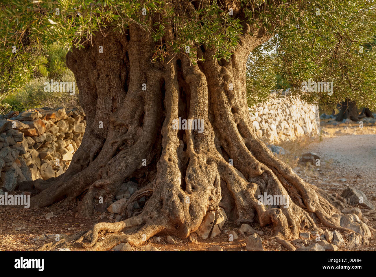 1600 Jahre alten Olivenbaum, der älteste in Lun, Insel Pag, Kroatien Stockfoto