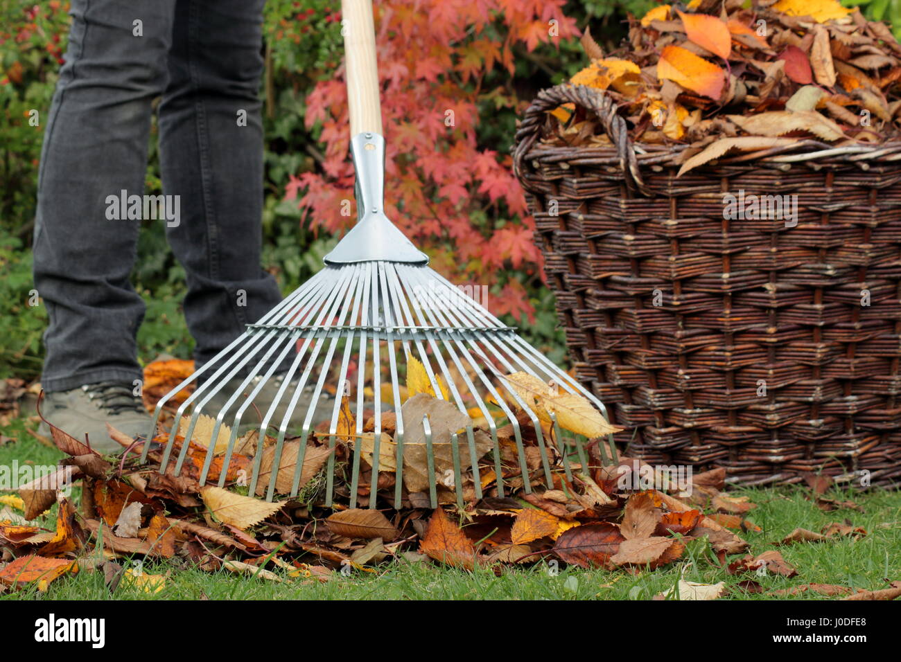 Rasenpflege Herbst. Harken von herabfallenden Kirschblättern in einen Korb als Teil der Rasenpflege im Herbst. Stockfoto