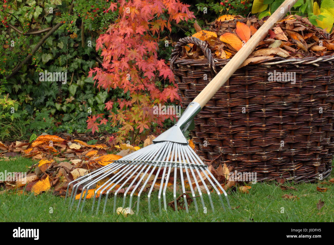 Abgefallene Blätter wurden an einem hellen Herbsttag von einem Gartenrasen in einen gewebten Korb geräumt Stockfoto