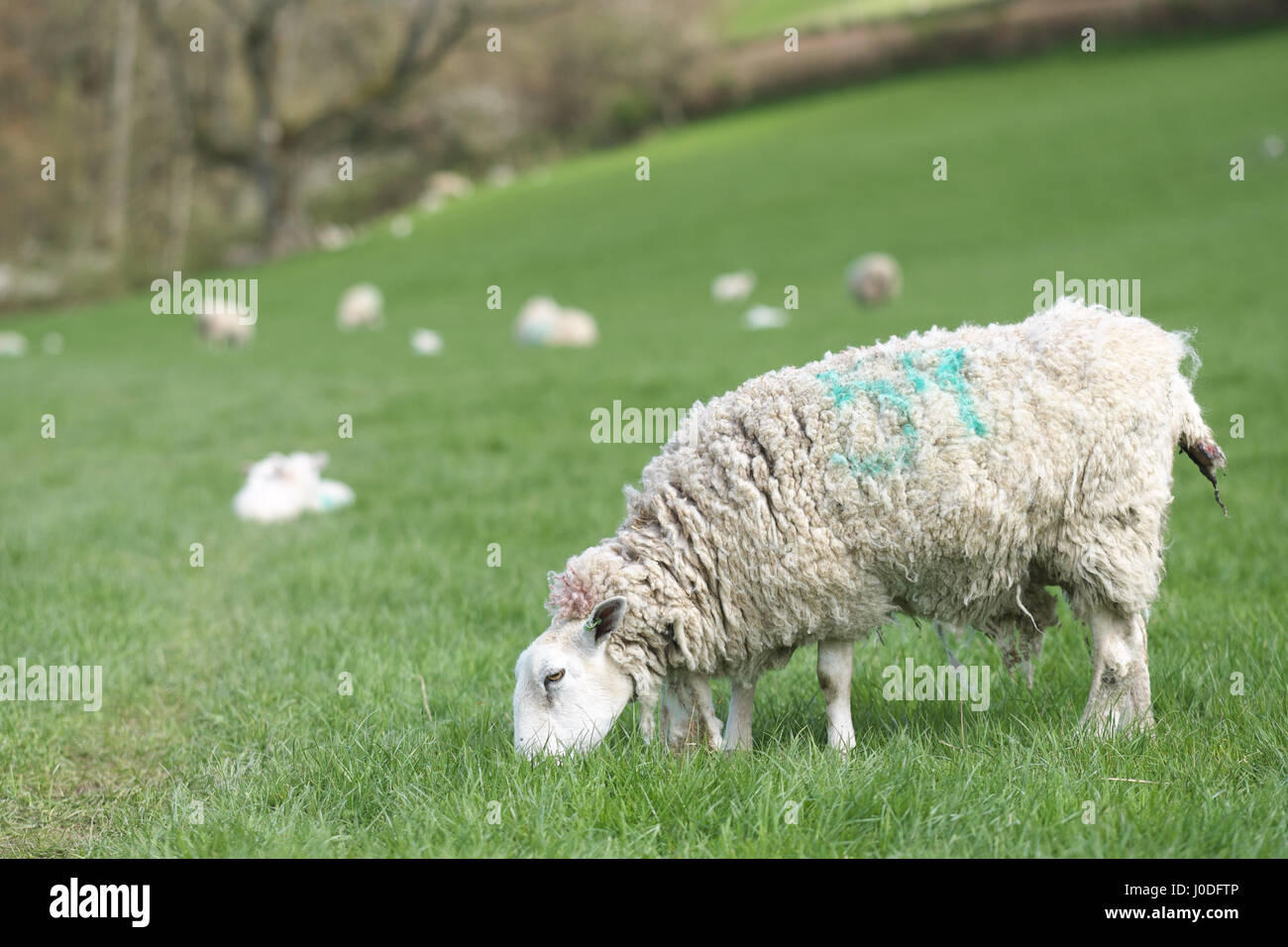 Schaf Schafe füttern auf einer Wiese Weiden mit Mutterschafe und Lämmer im Hintergrund Wales UK Stockfoto