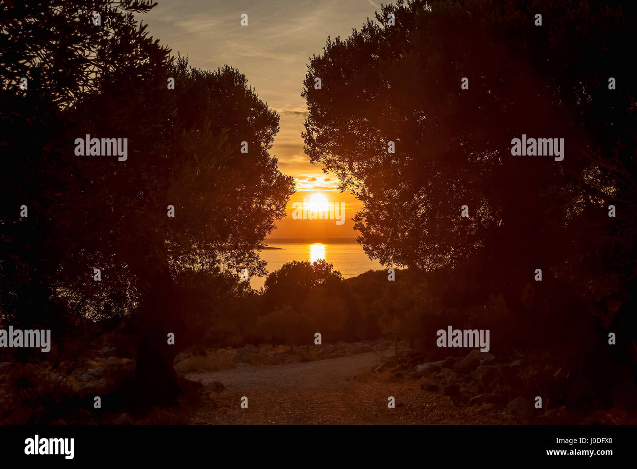 Olivenbäume in Lun Olivenhaine, Insel Pag, Kroatien Stockfoto