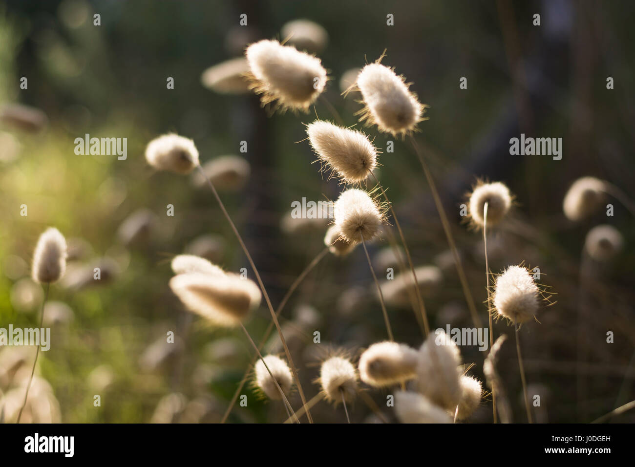 Green Foxtail Grass bei Sonnenuntergang. Setaria Stockfoto