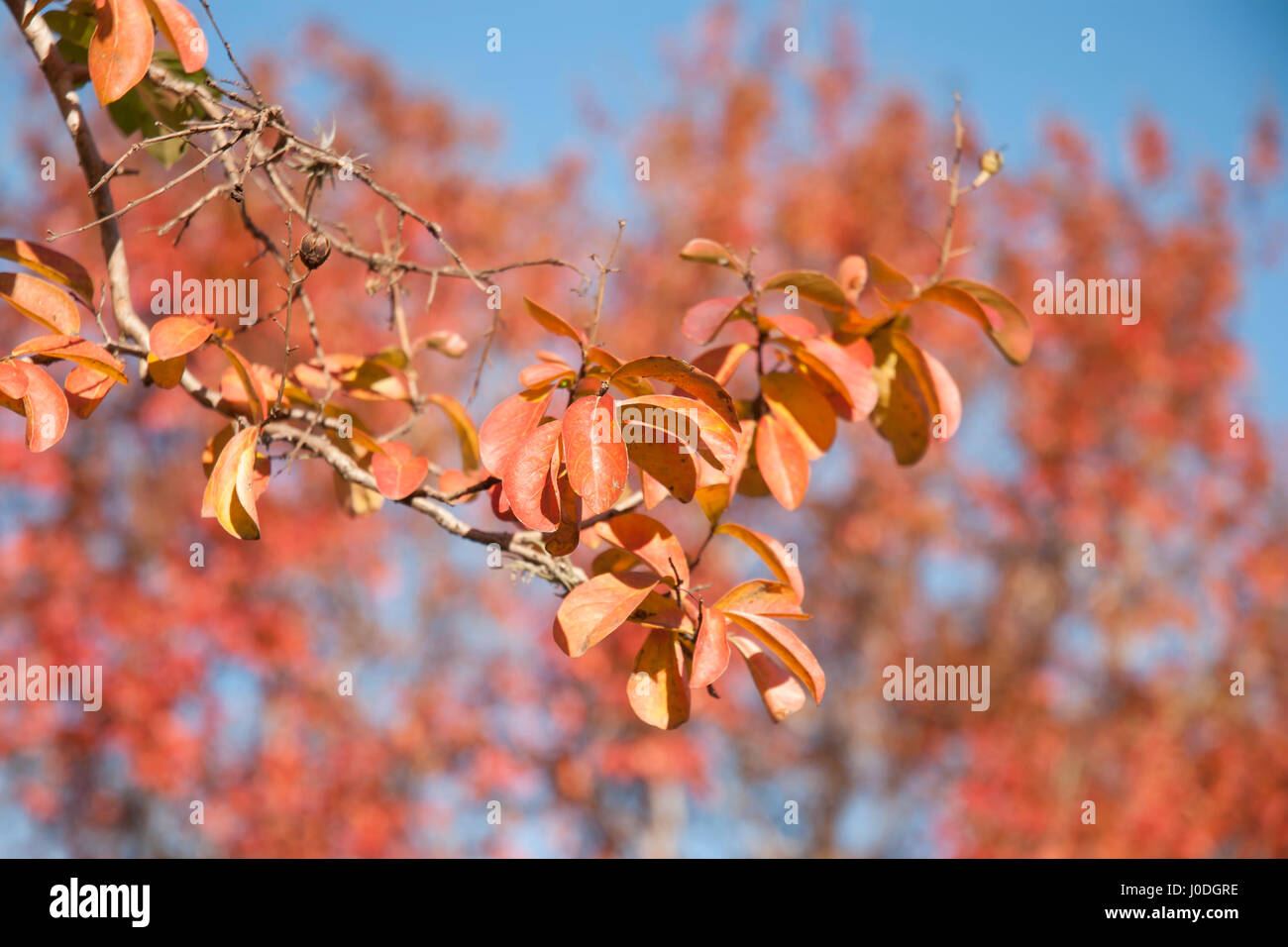 Rote Blätter im Herbst gegen blauen Himmel Stockfoto