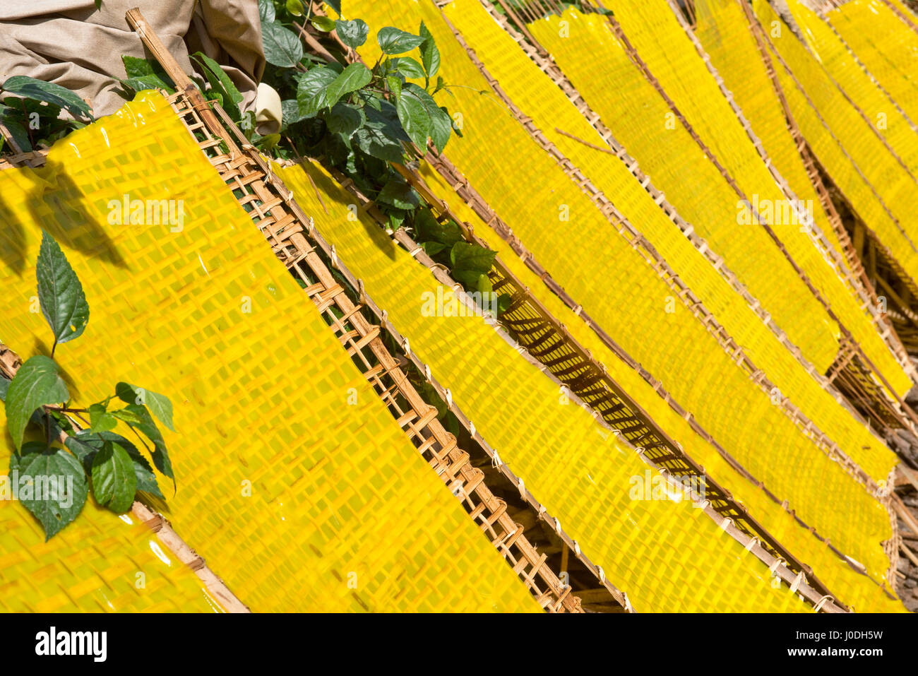 Horizontale Nahaufnahme von traditionellen gelben Reisnudeln in Form von Platten in der Sonne in Vietnam austrocknen. Stockfoto