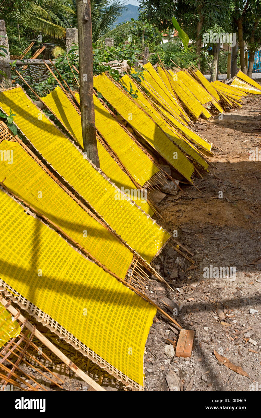 Vertikale Ansicht des traditionellen gelben Reisnudeln in Form von Platten in der Sonne in Vietnam austrocknen. Stockfoto