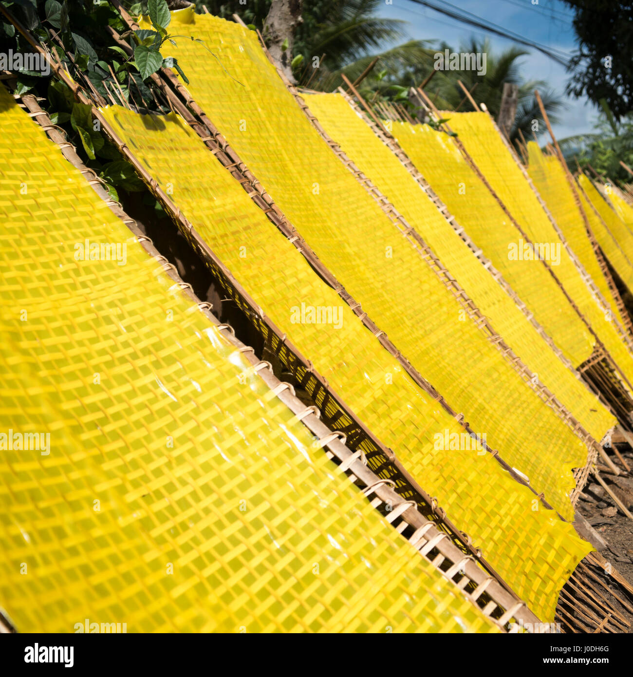 Blick von traditionellen gelben Reisnudeln in Form von Platten in der Sonne in Vietnam austrocknen Platz. Stockfoto