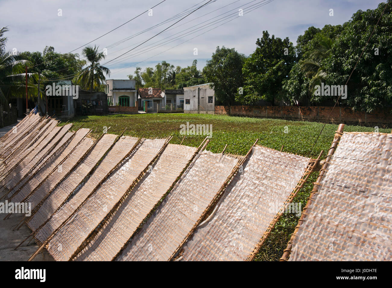 Horizontale Ansicht der traditionellen weißen Reisnudeln in Form von Platten in der Sonne in Vietnam austrocknen. Stockfoto