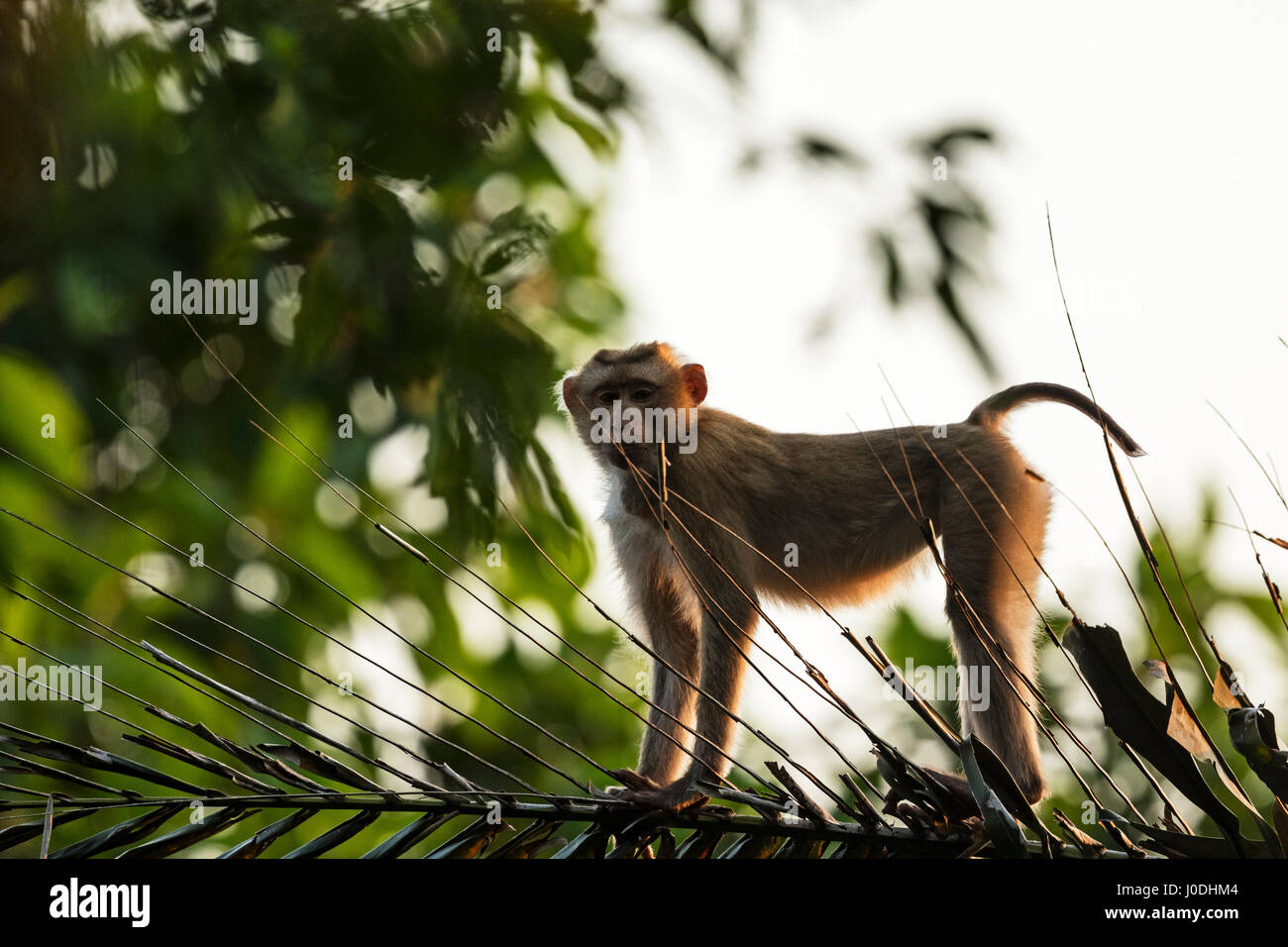 Nördlichen Schwein-tailed Macaque (Macaca Leonina), Mount Bokor, Bokor National Park, Kampot Provinz, Kambodscha Stockfoto