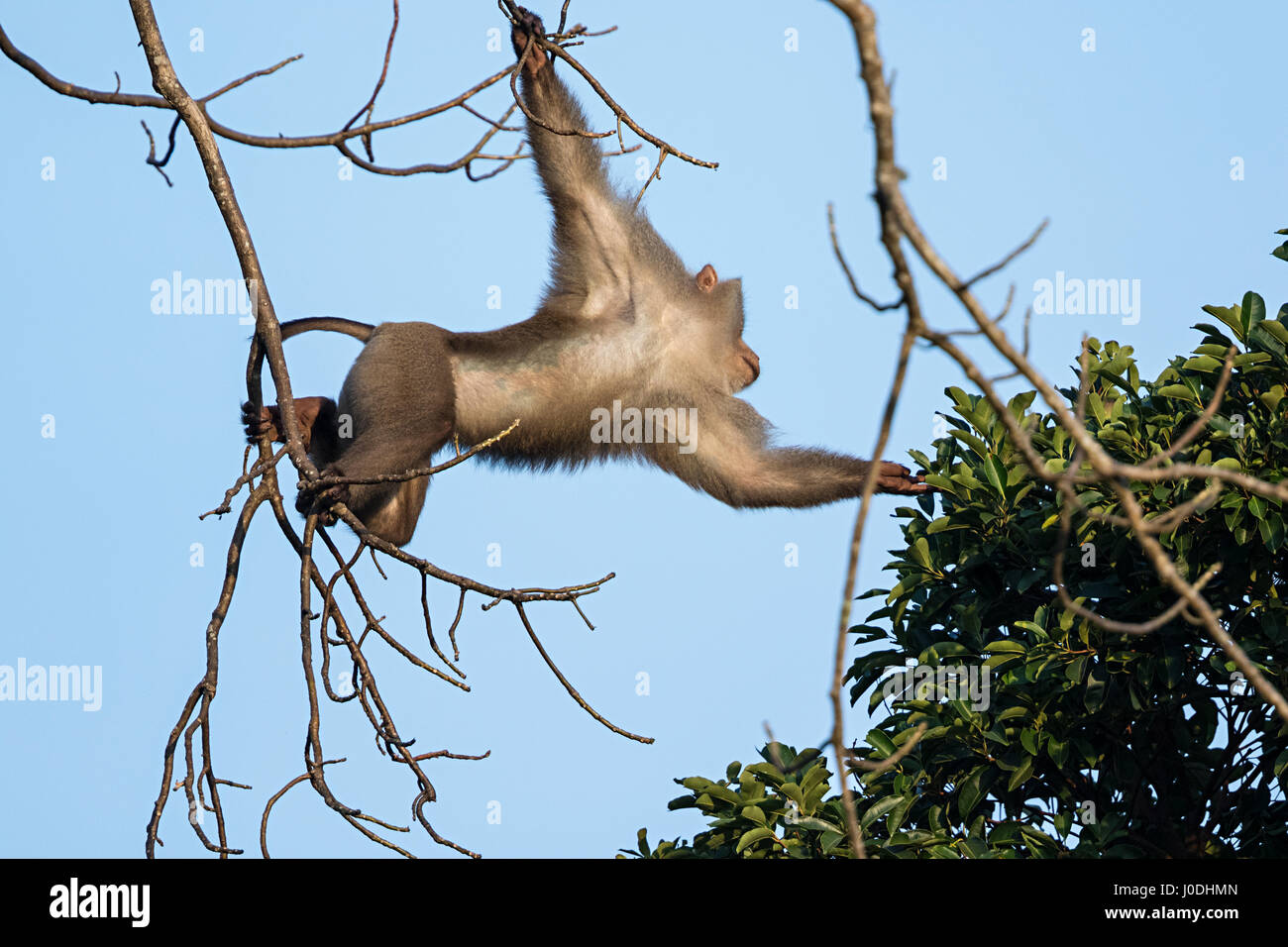 Nördlichen Schwein-tailed Macaque (Macaca Leonina), Mount Bokor, Bokor National Park, Kampot Provinz, Kambodscha Stockfoto