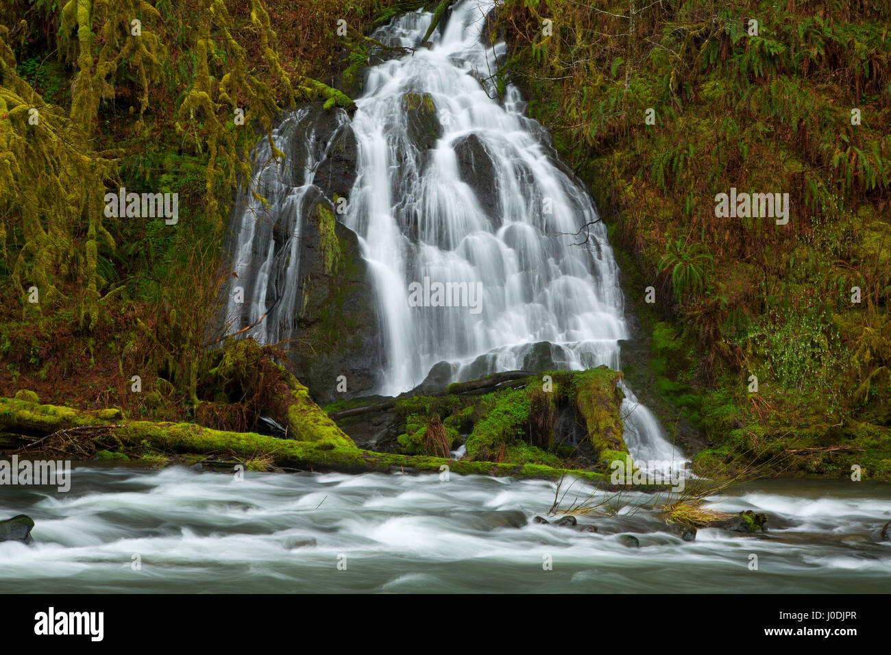 Fällt in Nestucca River State Scenic Wasserstraße bei Erle Glen Recreation Site, Nestucca Fluß nationalen Back Country Byway, Oregon Stockfoto