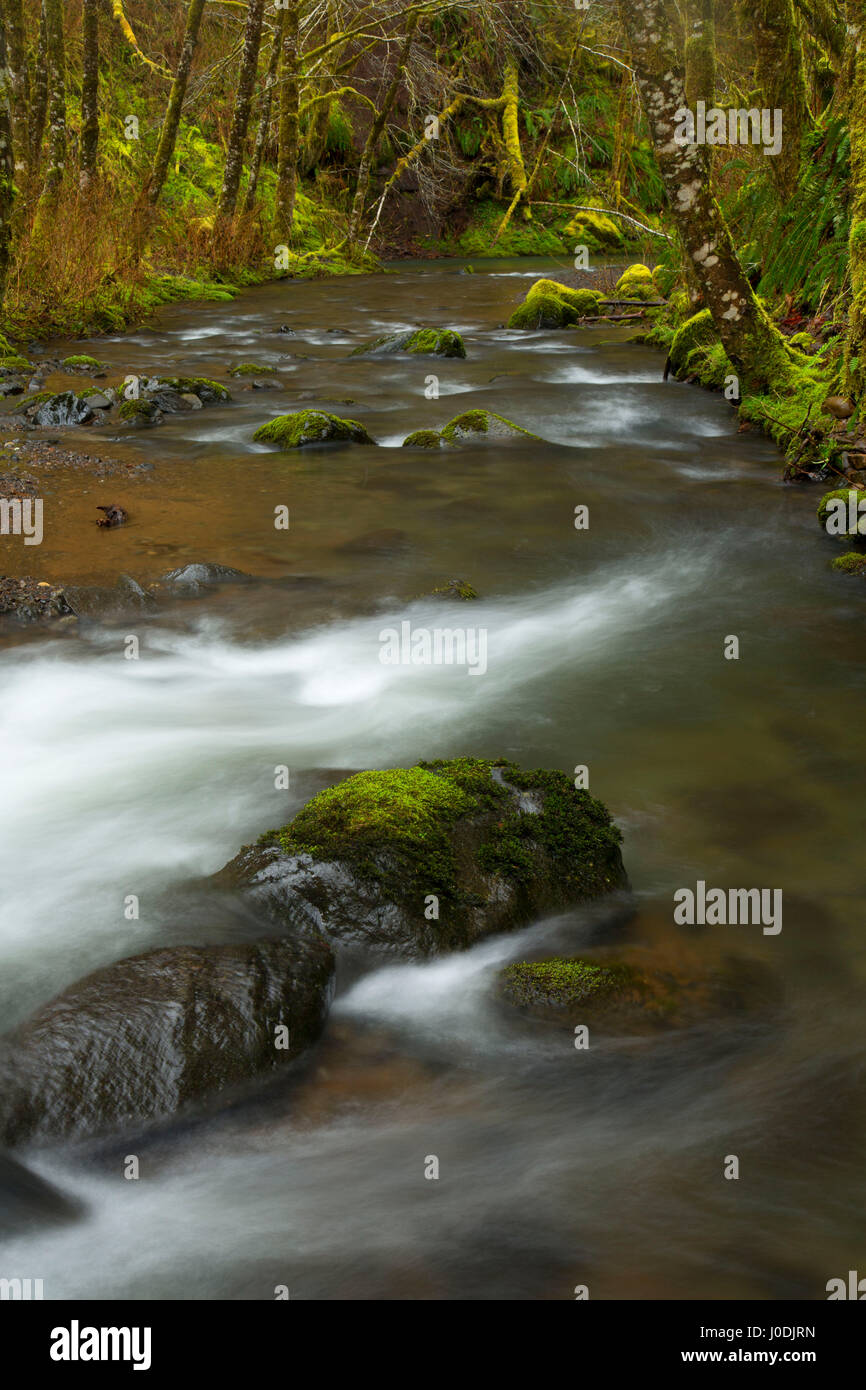 Nestucca River State Scenic Wasserstraße, Nestucca Fluß nationalen Back Country Byway, Oregon Stockfoto