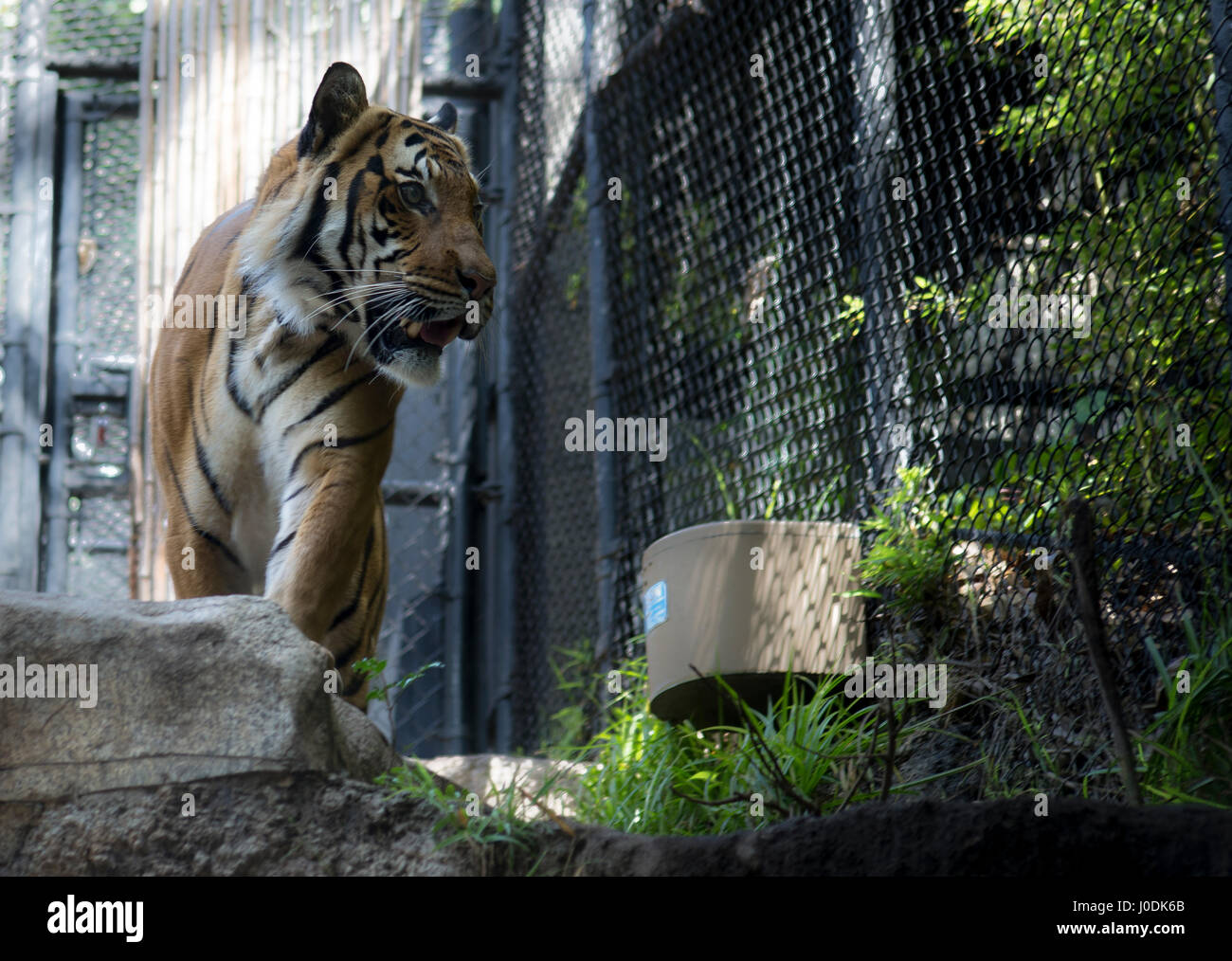 Tiger Tempo Stockfoto