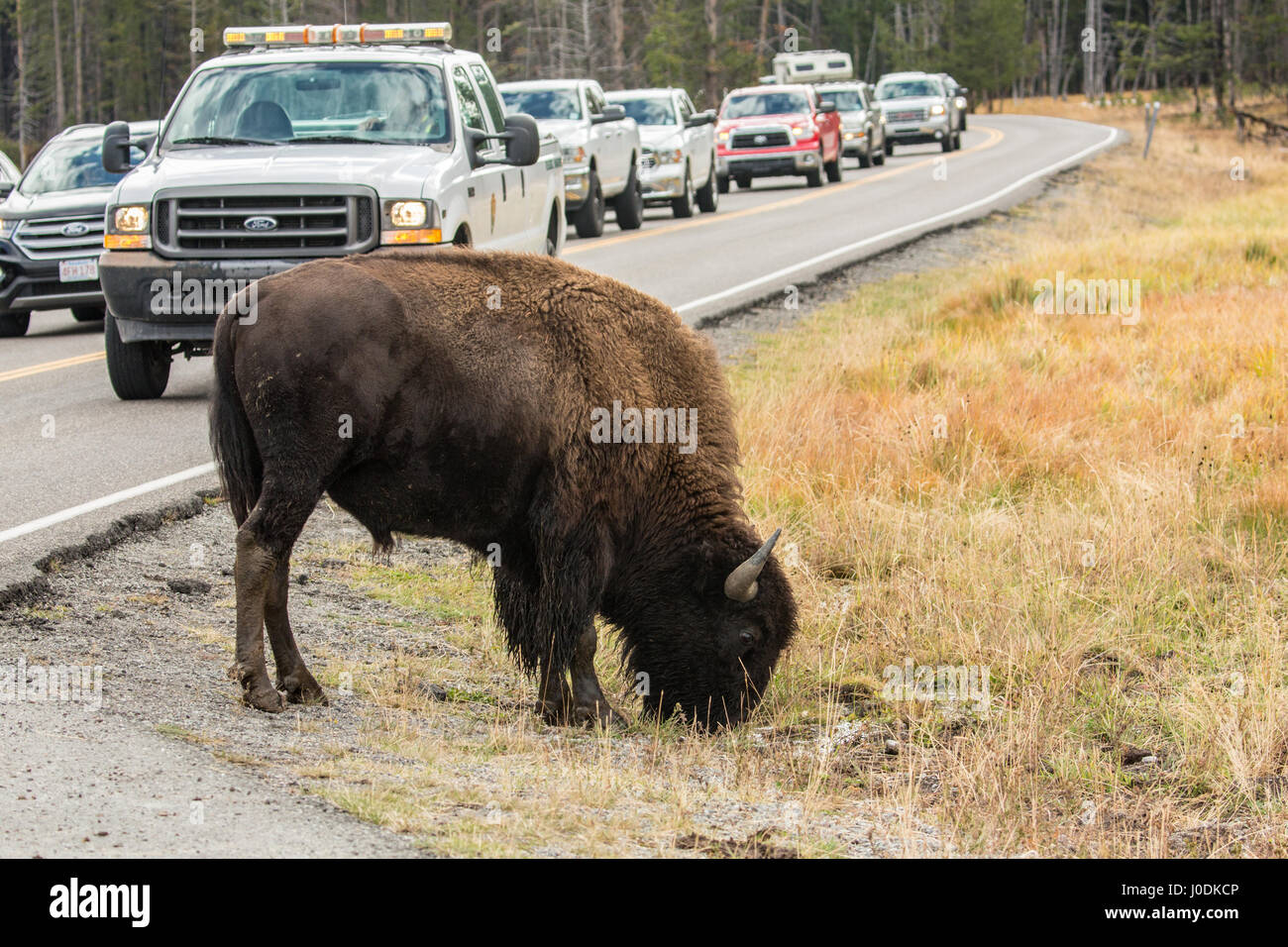 Amerikanische Bisons grasen an der Seite der Straße, wie ein Ranger hält die Menschen in einem Sicherheitsabstand entfernt, im Yellowstone-Nationalpark, Wyoming, USA Stockfoto