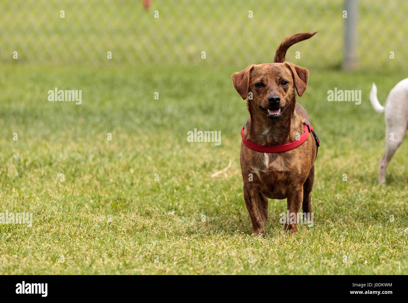 Terrier Hund Mischung spielt in einem Hundepark im Sommer. Stockfoto