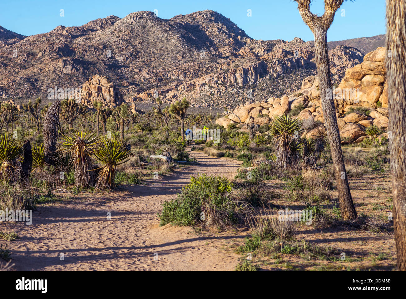 Wüstenlandschaft am Boy Scout Trail in den frühen Morgenstunden.  Joshua Tree Nationalpark, Kalifornien, USA. Stockfoto