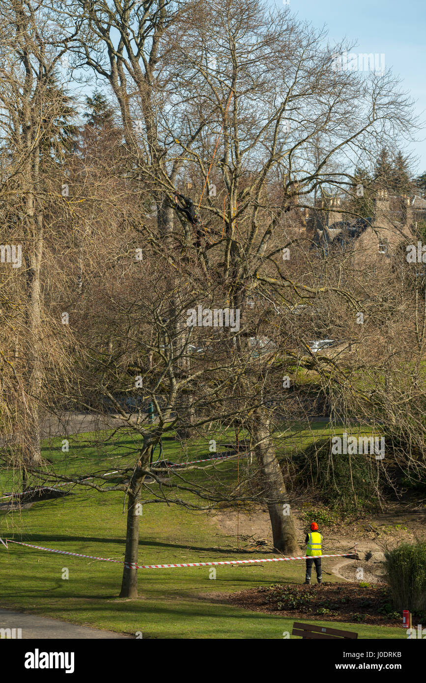 Baumpfleger in Arbeit, Perth, Schottland, Vereinigtes Königreich Stockfoto