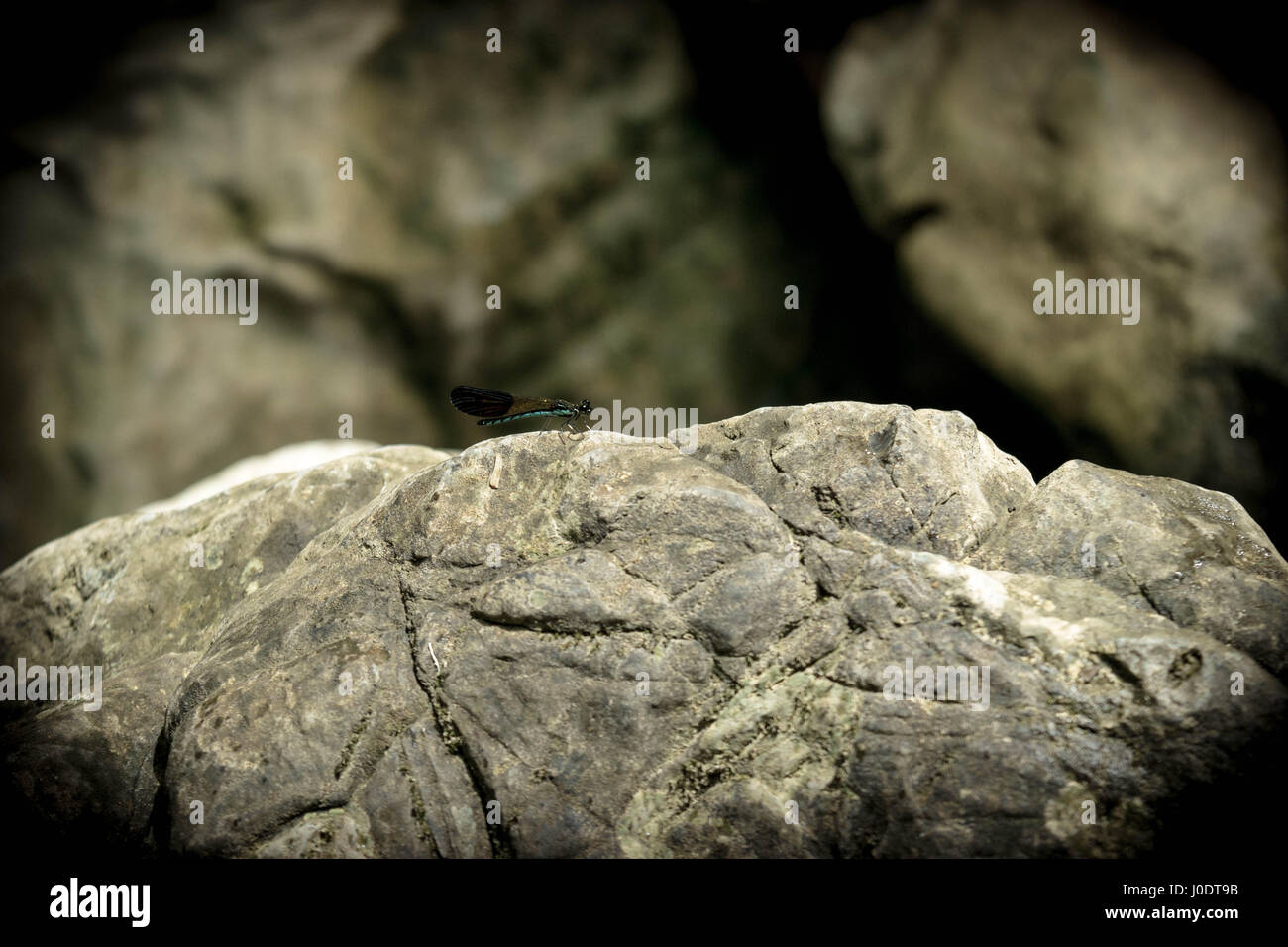 Insekt auf dem Felsen Stockfoto