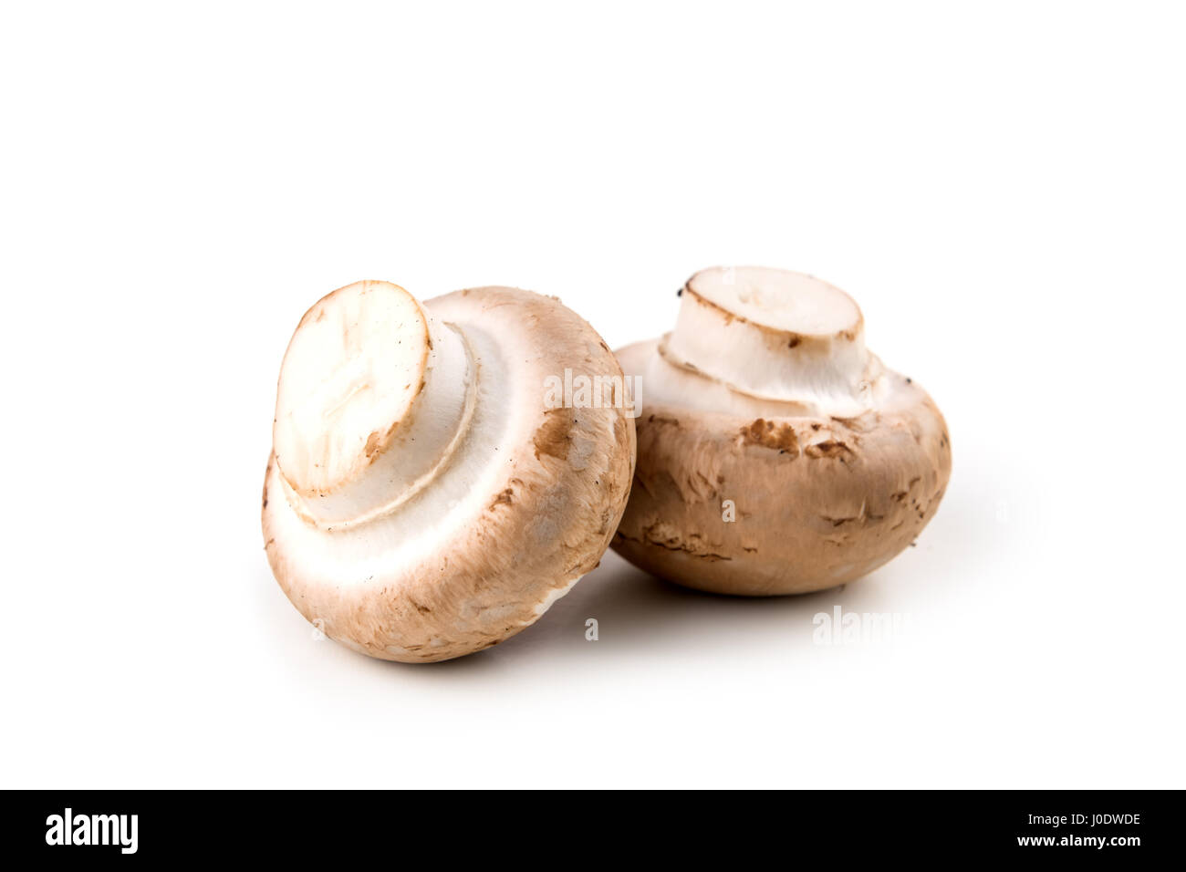 zwei Pilz isoliert auf weiss Stockfoto