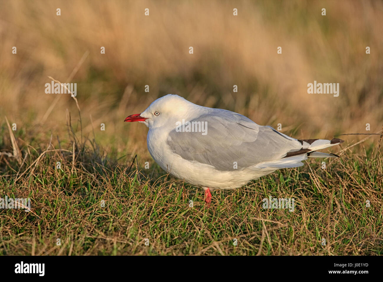 New Zealand Möwe mit rotem Schnabel stehen auf dem Rasen Stockfoto