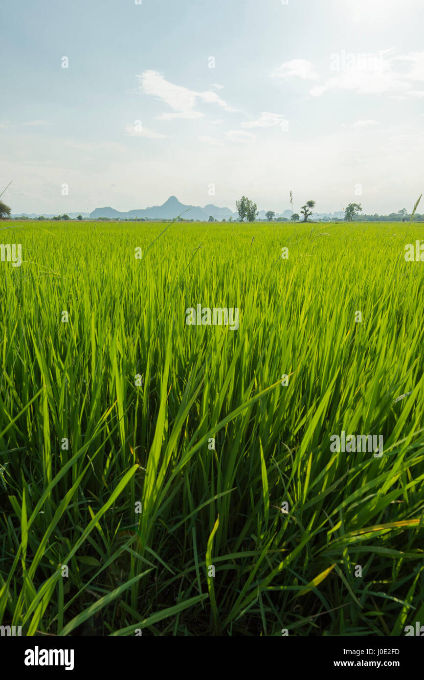 Reis-Rasen in einem großen Reisfeld im Frühling vor dem Lager Körner vor Iko Berg im Hintergrund, Petchaburi, Thailand Stockfoto