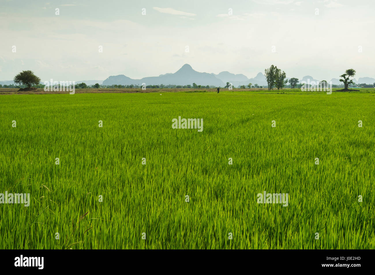 Reis-Rasen in einem großen Reisfeld im Frühling vor dem Lager Körner vor Iko Berg im Hintergrund, Petchaburi, Thailand Stockfoto