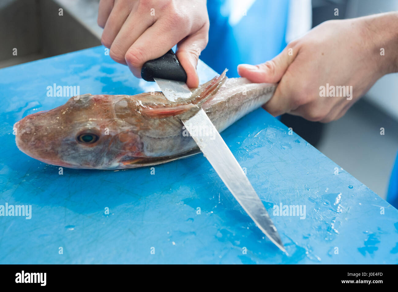 Vorbereitung ein frischer Roter Knurrhahn Fisch ausnehmen und ...