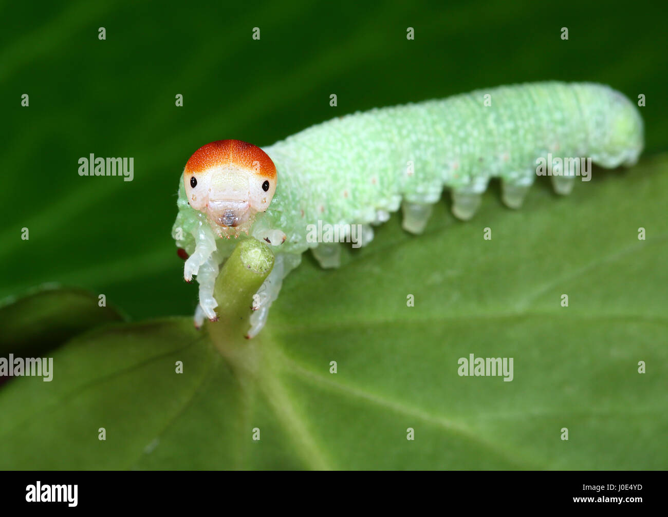 Hungry Caterpillar Essen Stockfoto