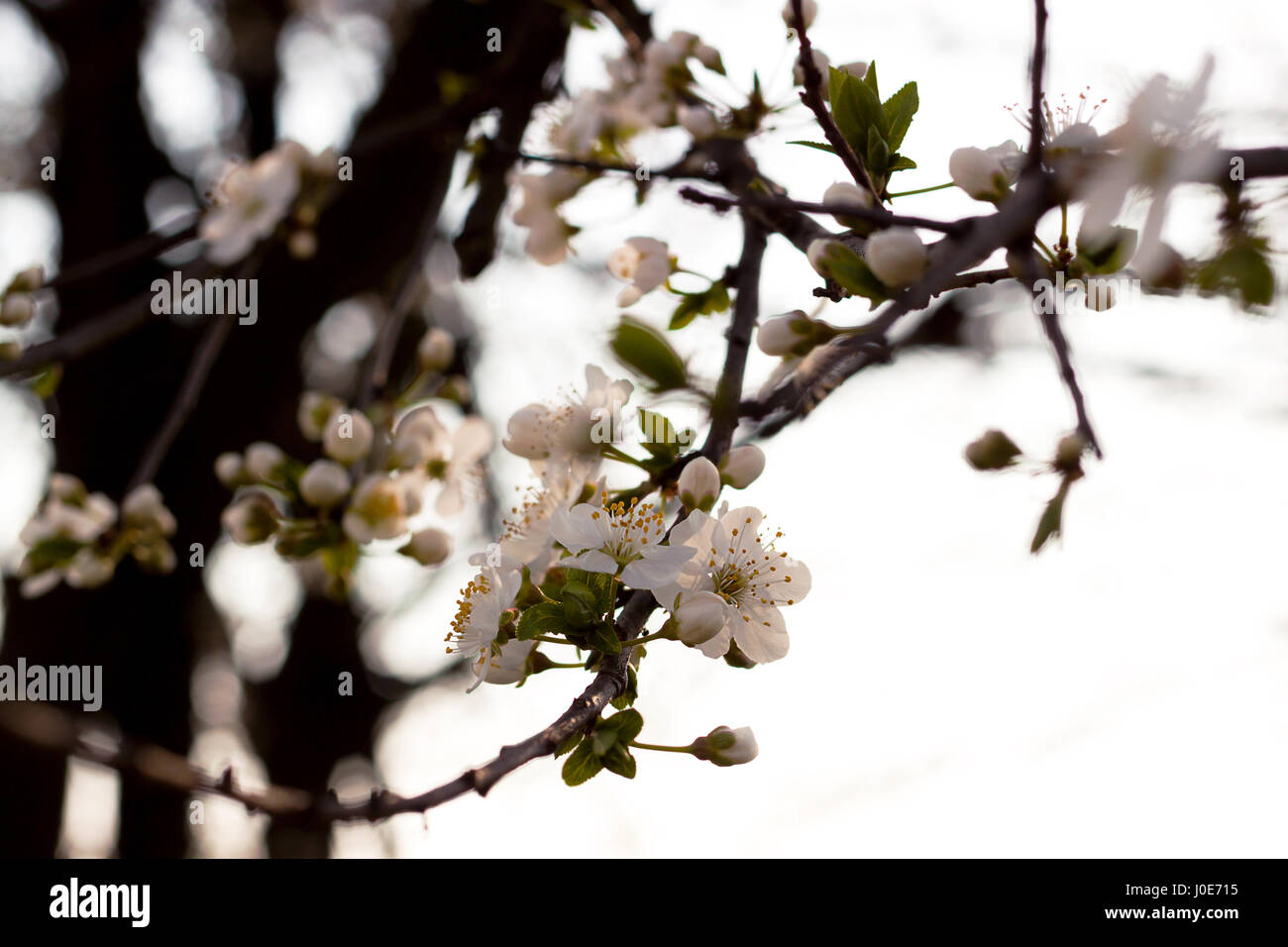 Blüte des Baumes als Zeichen der Frühling Stockfoto