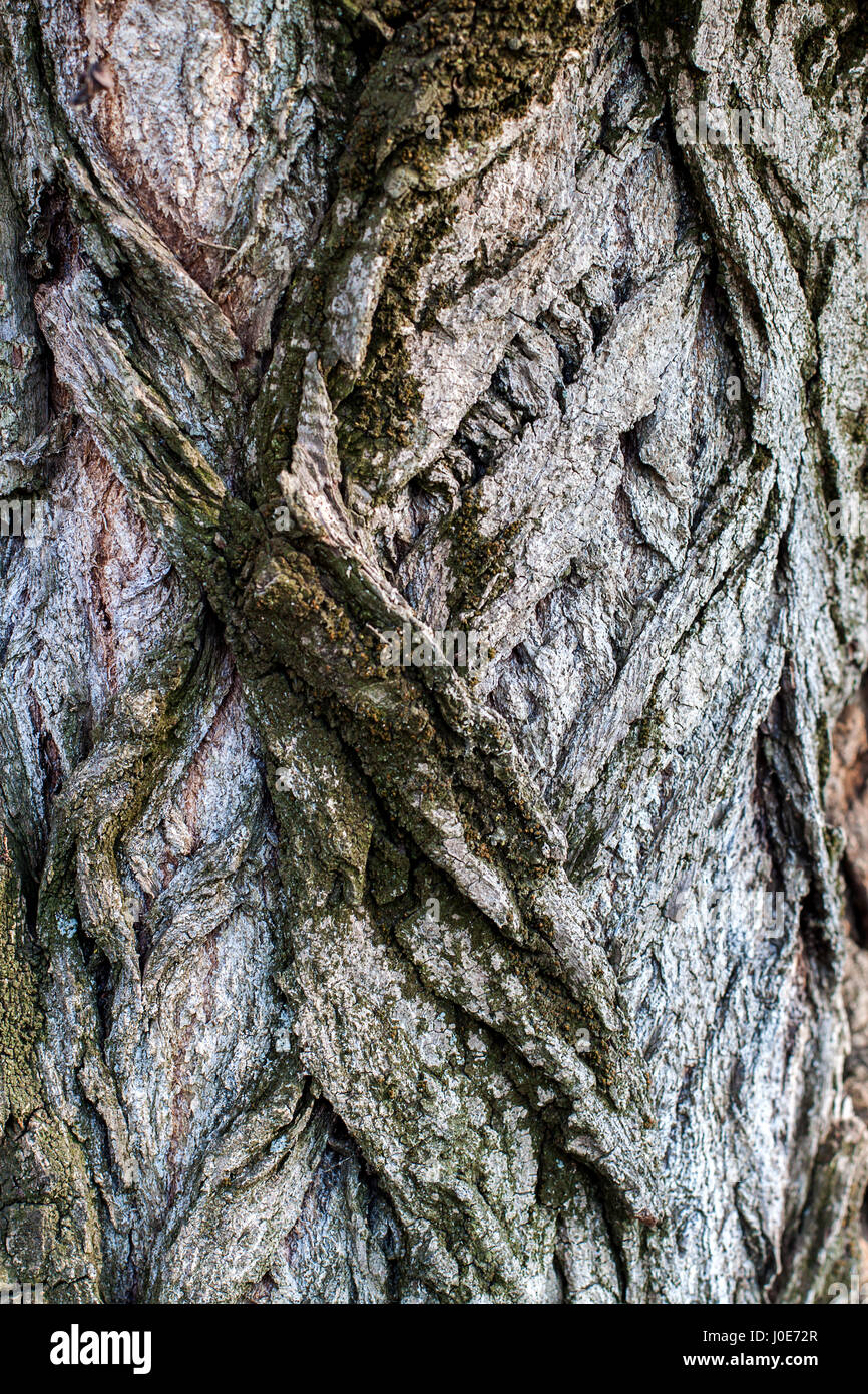 braune hölzerne Struktur Hintergrund mit natürlichen Muster Stockfoto