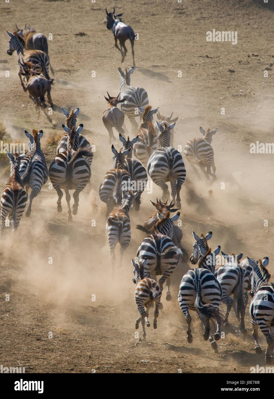 Eine Gruppe von Zebras, die im Staub laufen. Kenia. Tansania. Nationalpark. Serengeti. Maasai Mara. Stockfoto