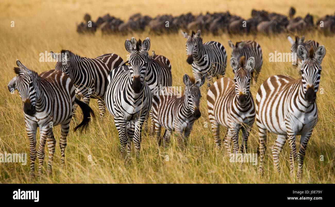 Gruppe von Zebras in der Savanne. Kenia. Tansania. Nationalpark. Serengeti. Maasai Mara. Stockfoto