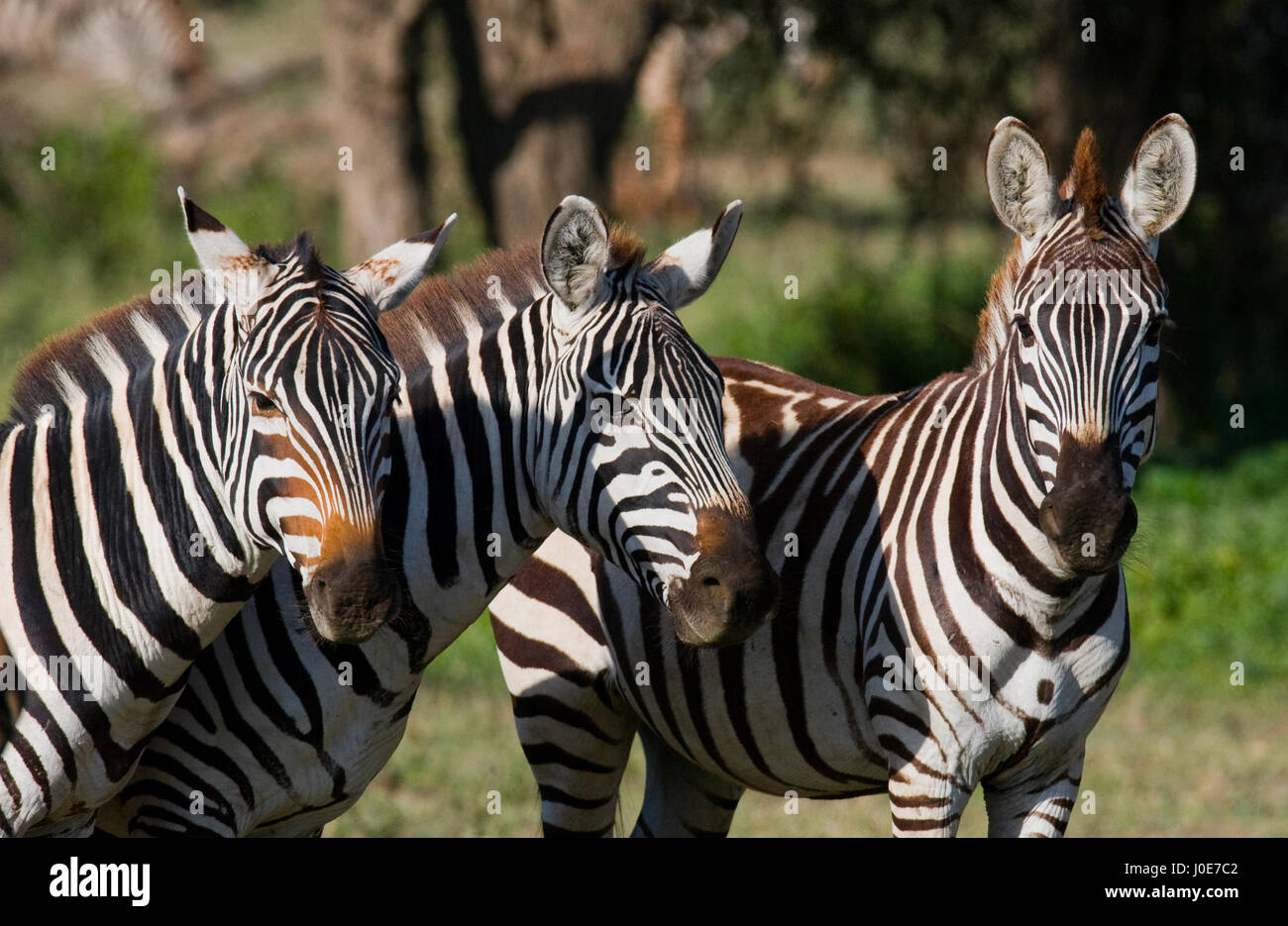 Drei Zebras stehen zusammen. Kenia. Tansania. Nationalpark. Serengeti. Maasai Mara. Stockfoto